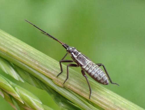 Réf. 344 222 : Leptopterna dolabrata